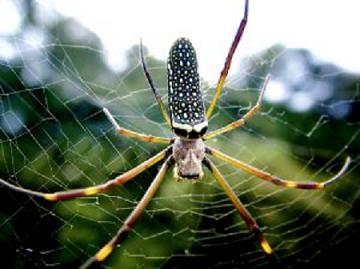 internet-marketing-strategy-spider